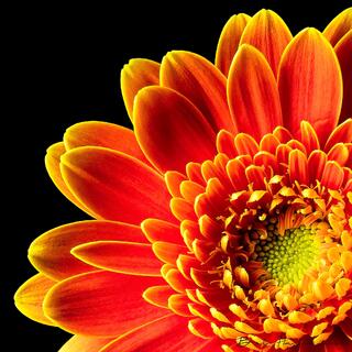 Orange Gerbera