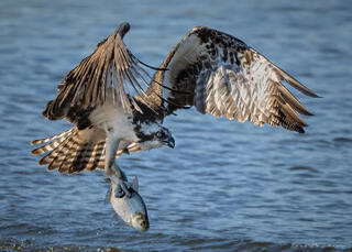 Osprey at Work