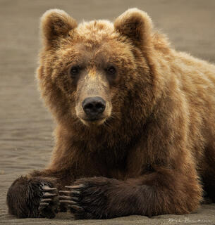 Portrait of a Grizzly Mom
