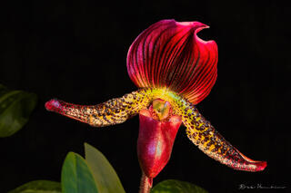 Red Orchid