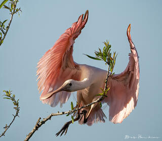 Roseate Spoonbill Landing