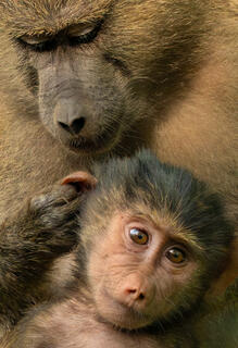 Safe in Mother's Arms