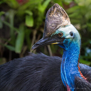 Southern Cassowary