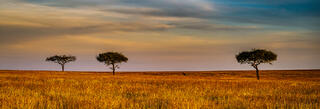 The Serengeti Plains