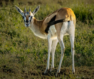 Thompson's Gazelle