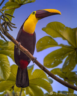 Toucan Posing