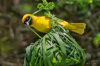 Weaver at Work