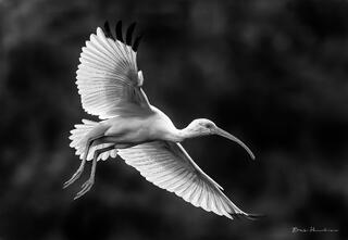 White Ibis