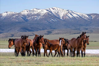 Horses
