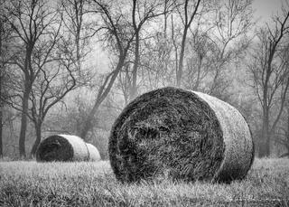 Winter Wheat