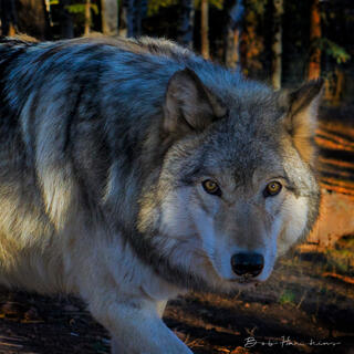 Wolf Stare
