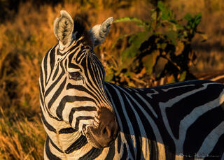 Zebra in the Field
