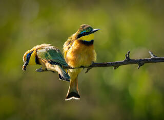 Successful Bee Eater