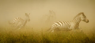 Zebras in the Dust