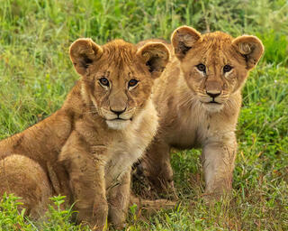 Curious Cubs