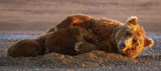 Mama Grizzly Guards her Cubs