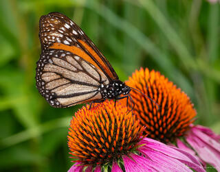 Monarch Butterfly on Coneflower