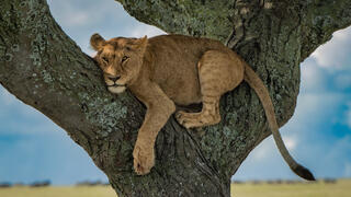 Up a Tree