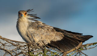 Secretary Bird