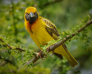 Weaver Bird Glare