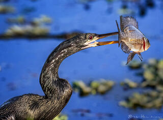 Spear Fishing