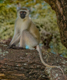 Monkey in Repose
