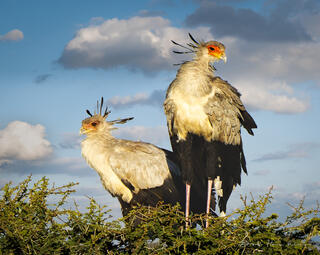Secretary Birds on Break