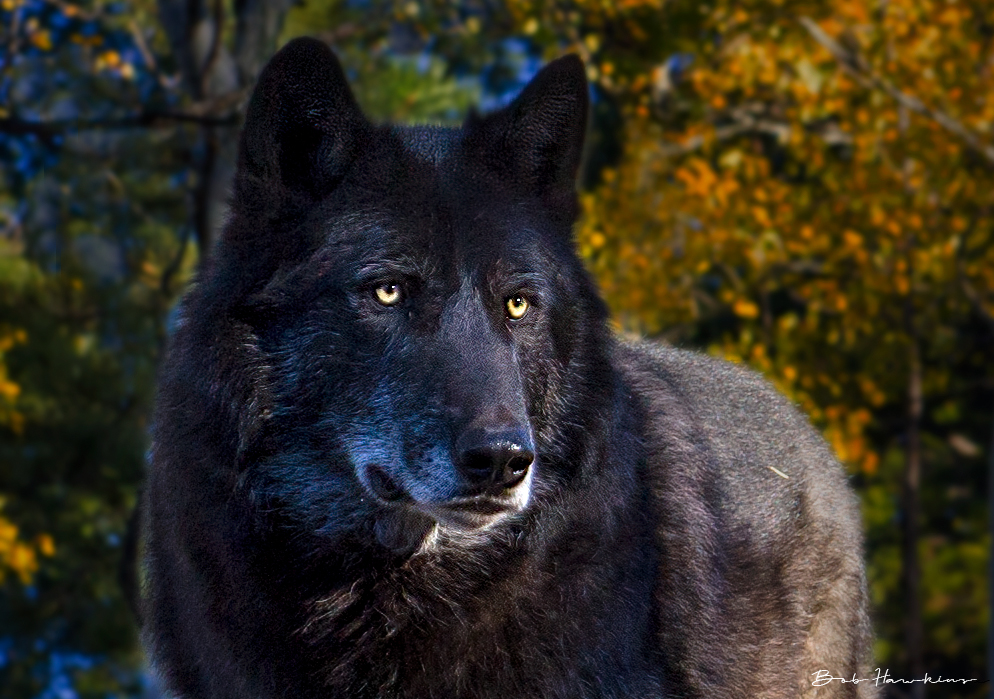 Wolf Eyes