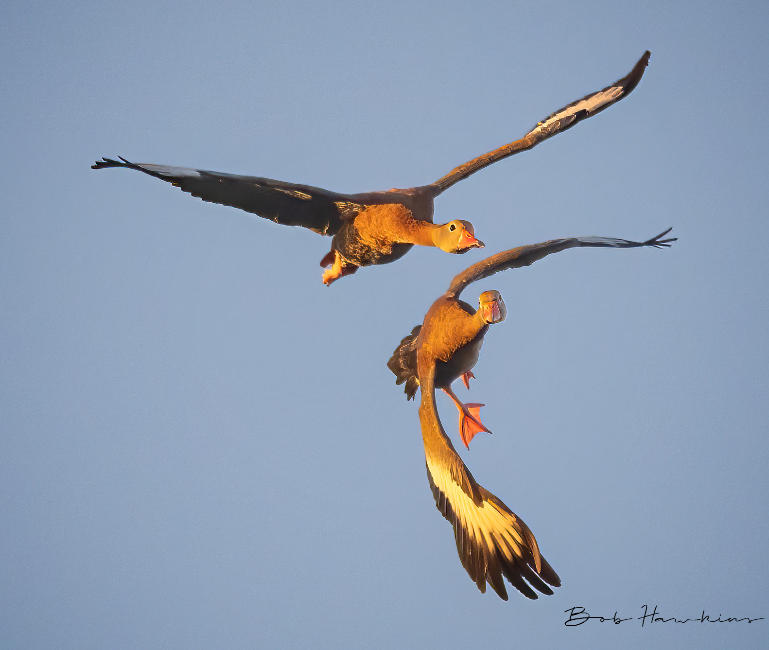 Black-bellied Whistling Ducks