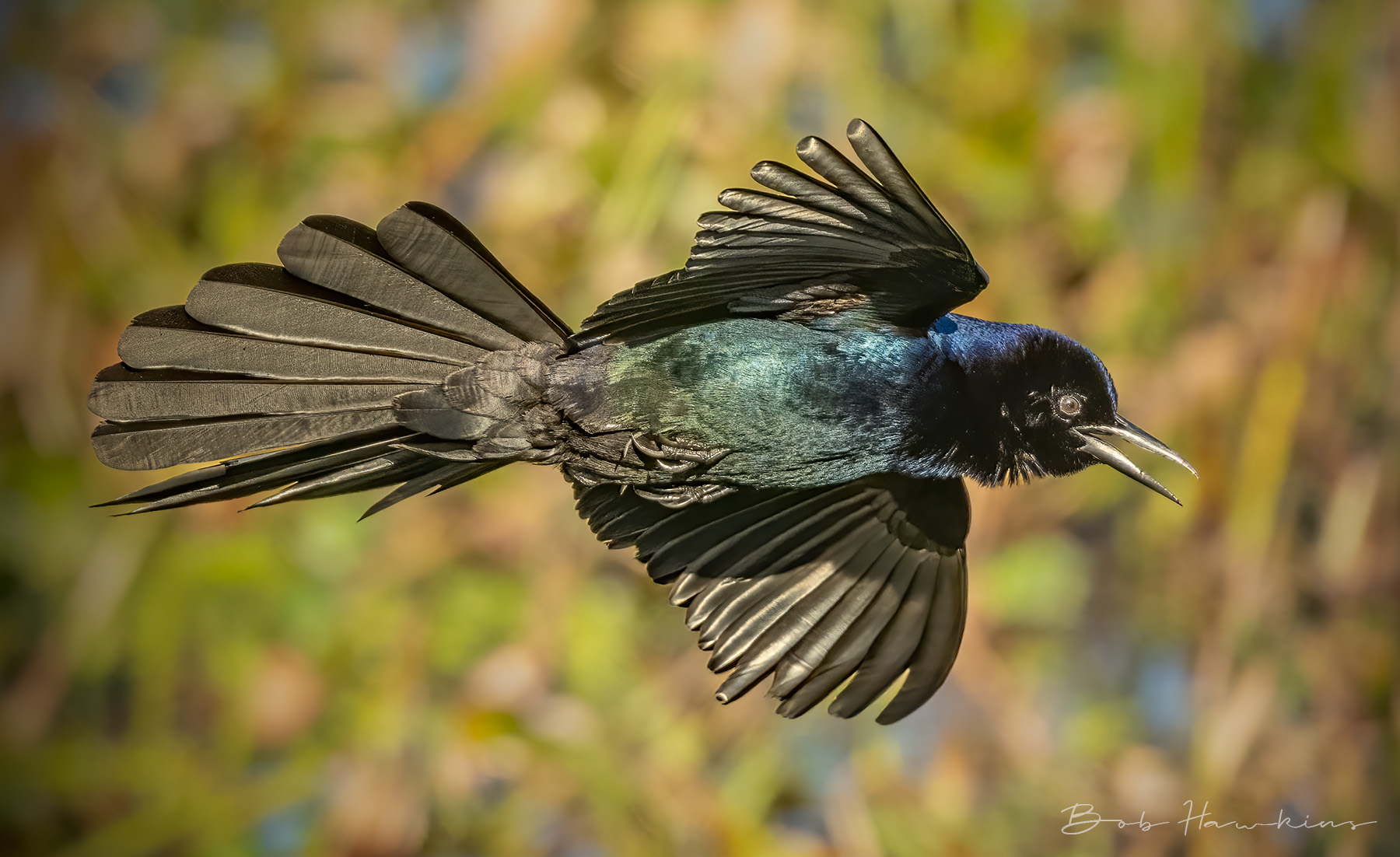Common Grackle in Flight