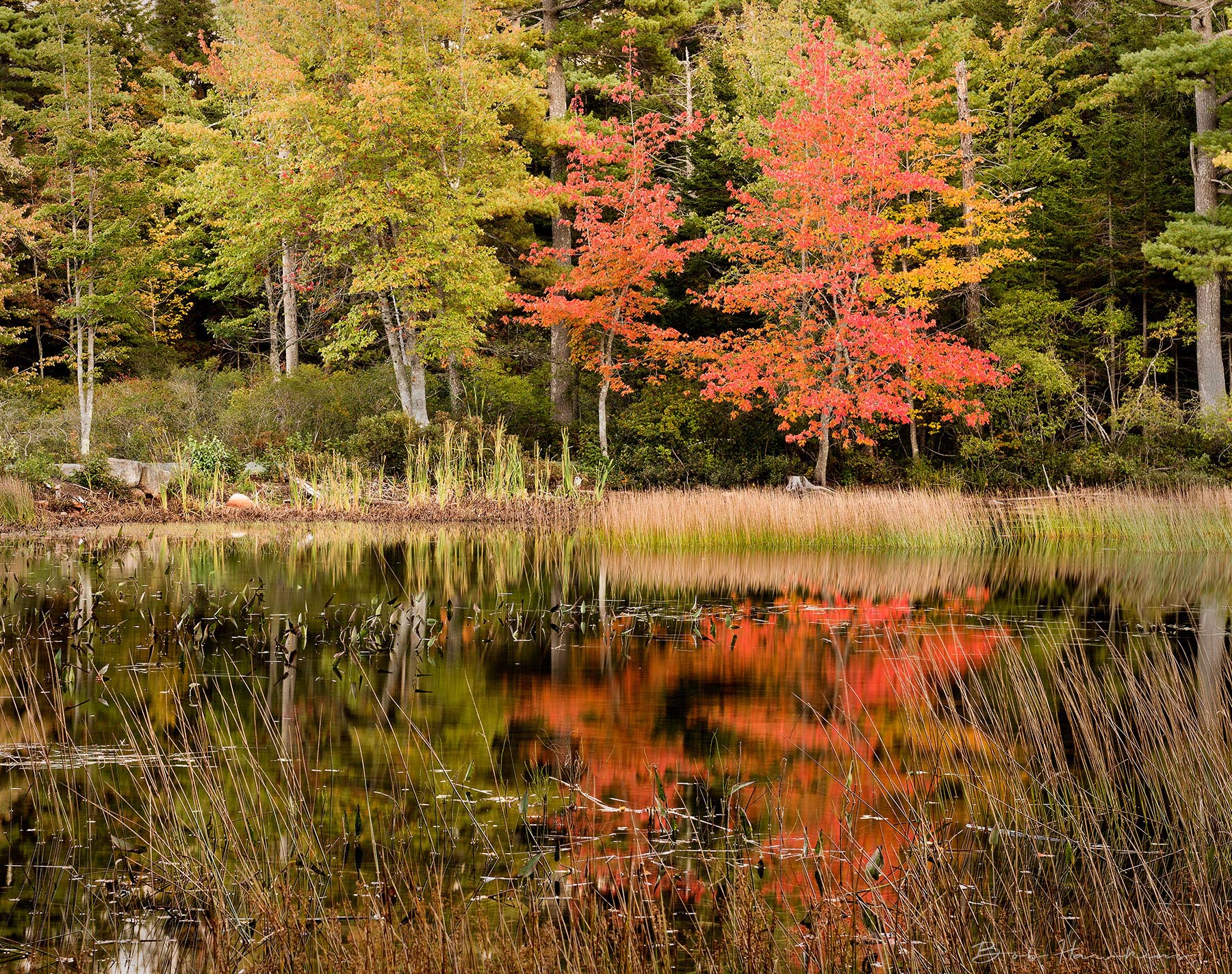 Acadia Fall Colors