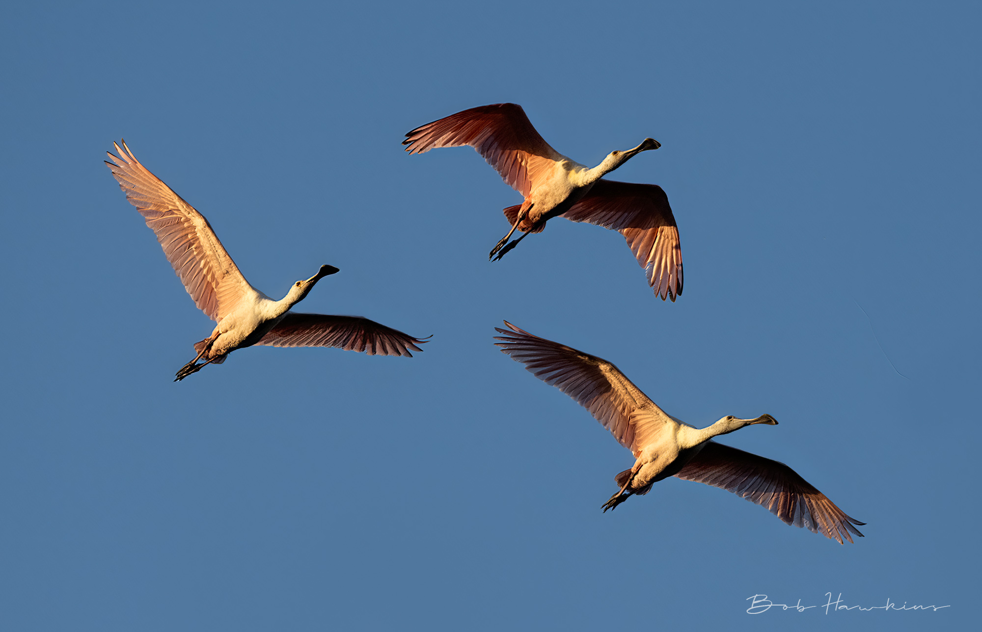 Spoonbills in Morning Light