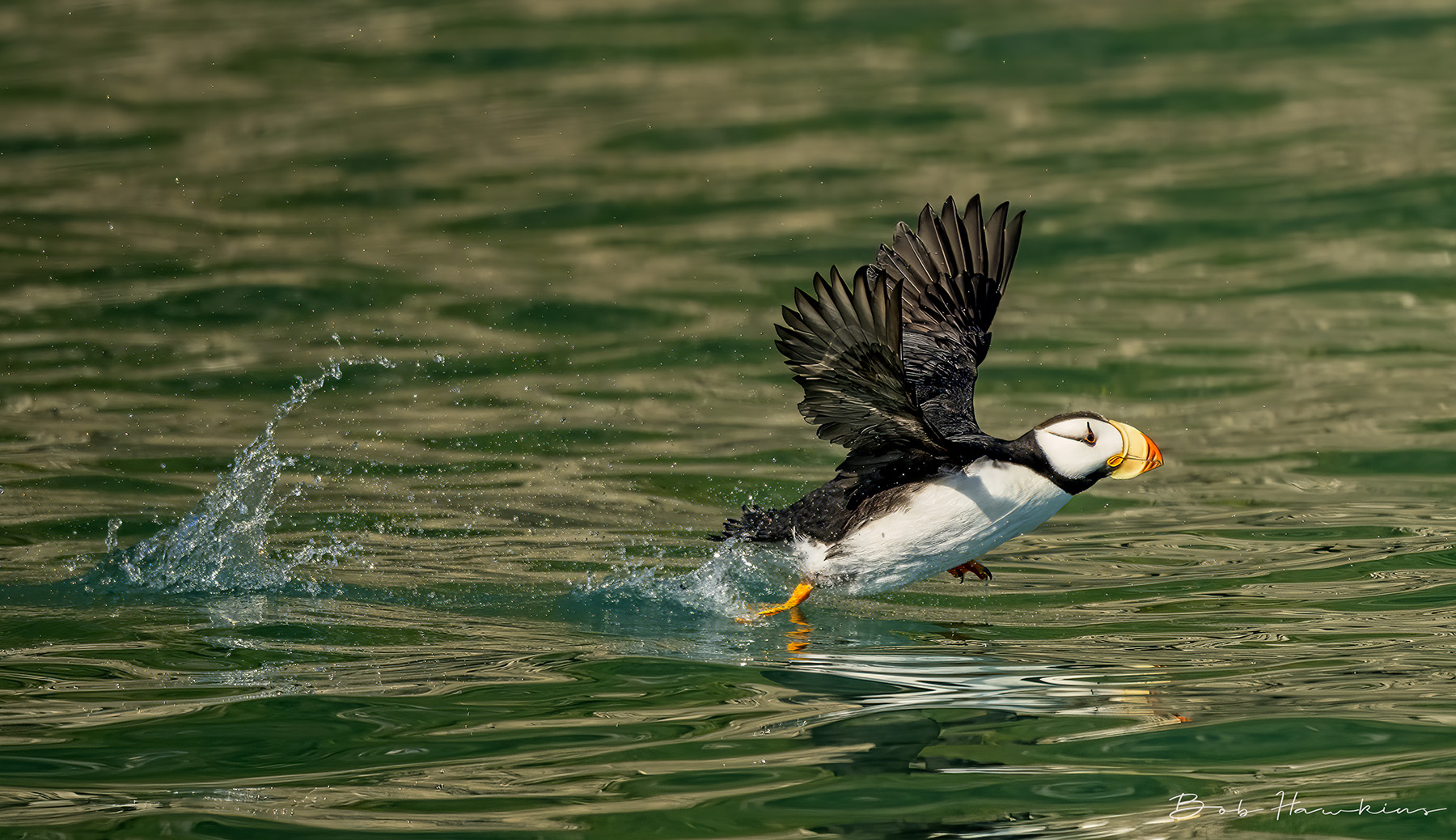 Horned Puffin Water Takeoff