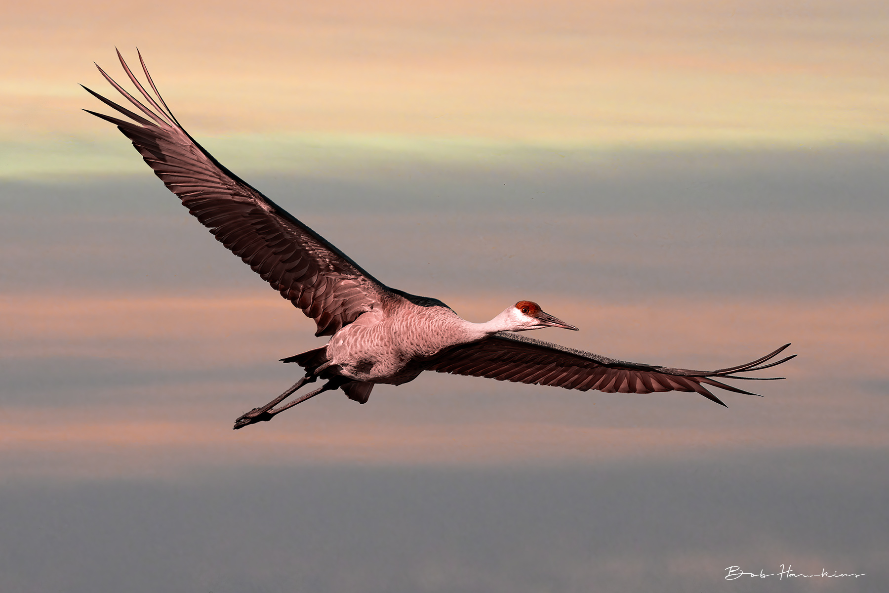 Sand Hill Crane #2